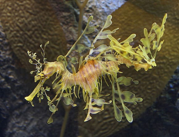 Creature Feature: Enter the (Leafy Sea)Dragon - Oceana USA