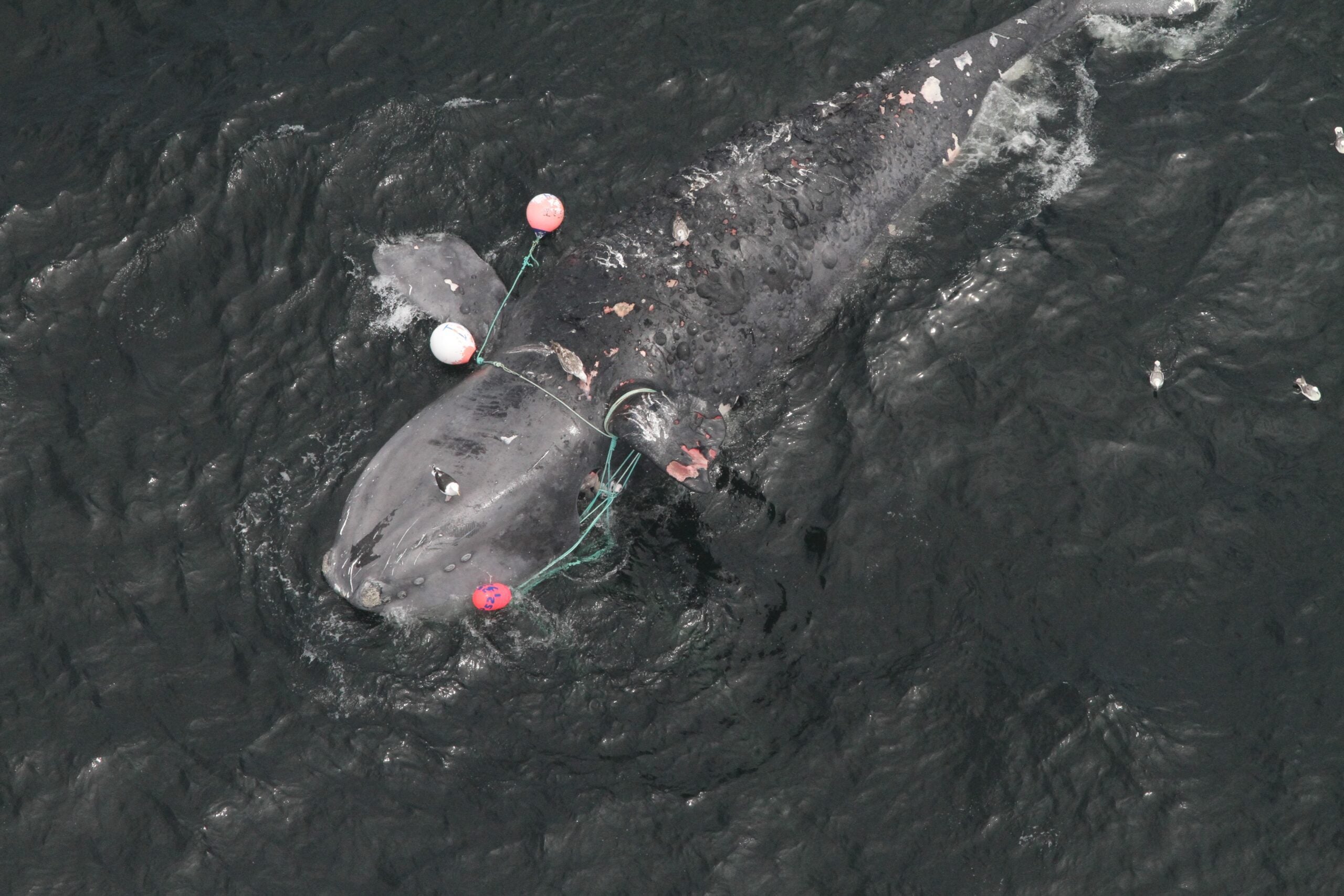 Repeatedly snarled in fishing gear, a scarred right whale fights for  survival
