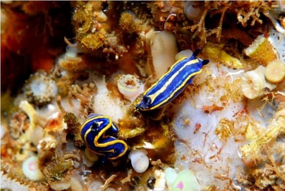 Nudibranchs Jaizkibel