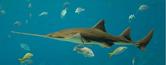 Sawshark