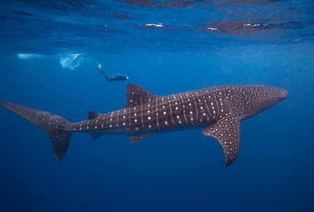 A filter-feeding whale shark in Belize. [Copyright Tony Rath]
