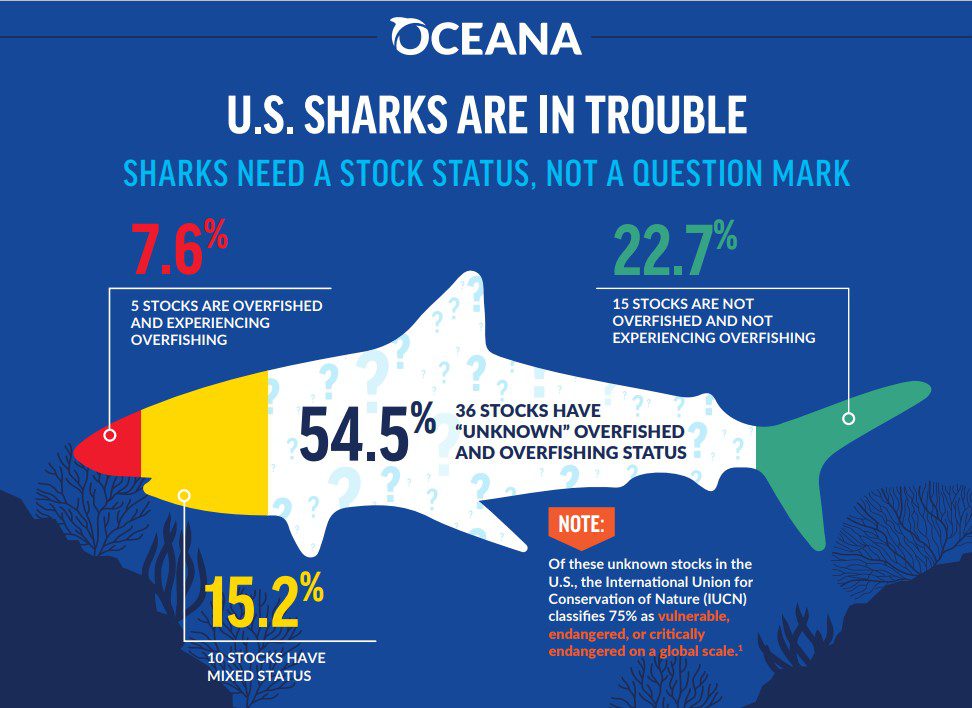 Are U.S. Sharks in Trouble? - Oceana USA