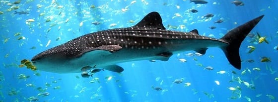 Whale Shark