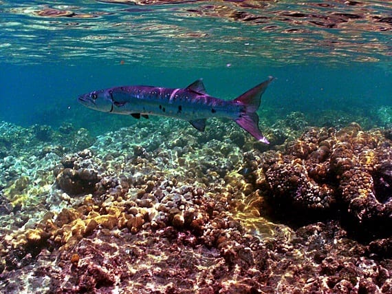 Барракуда красного моря фото Ocean News: New Plastic Rock Discovered, Grocers Respond to Prawn Fishery Slaver