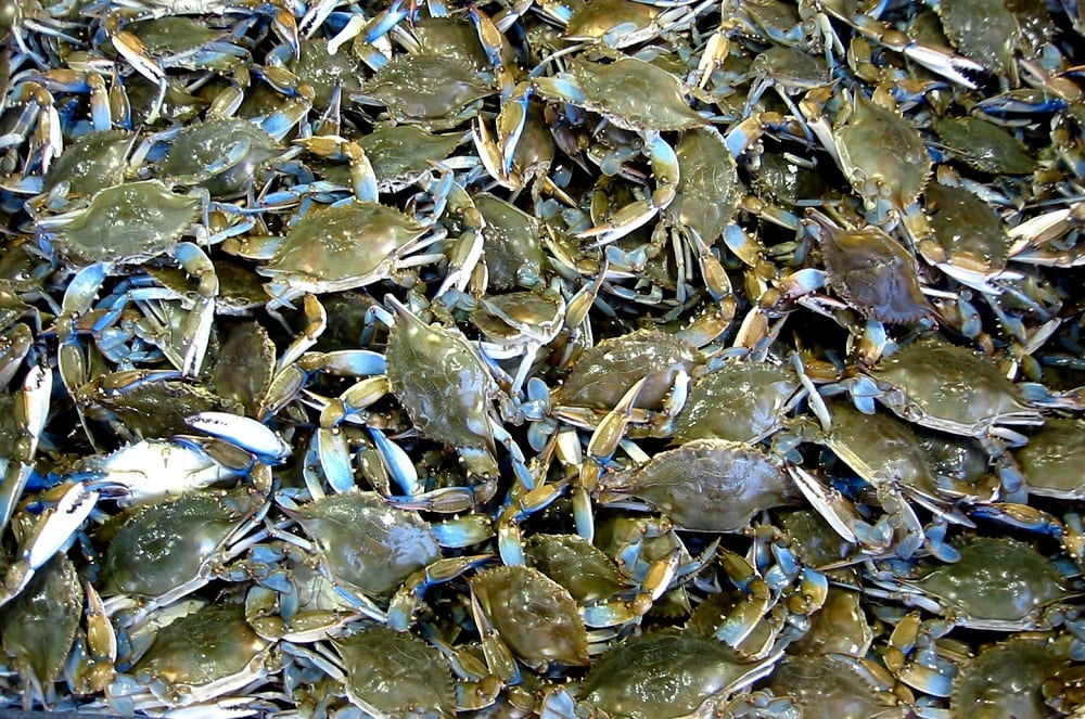 Not a Joke: Oceana Study Reveals Mislabeling of Iconic Chesapeake Bay ...