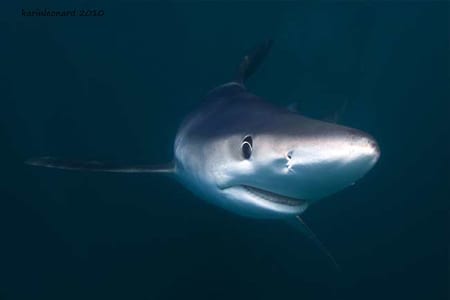A blue shark. (Credit: Karin Leonard/Marine Photobank)