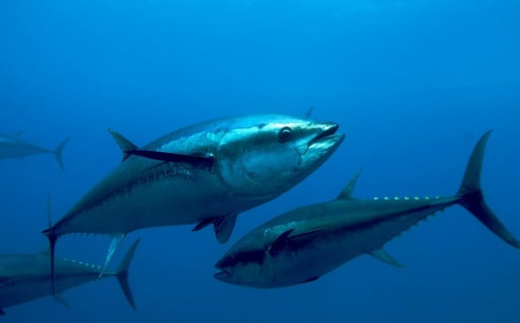 Ocean Roundup: Big Bluefin Tuna Gain Protection from Fisheries ...