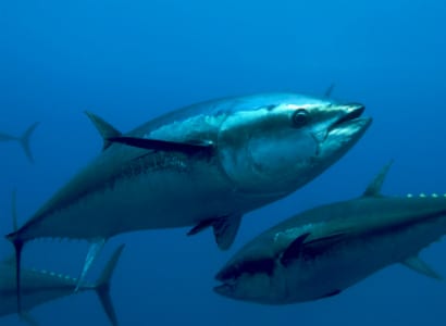 Tuna Still Feeling the Effects of Fukushima - Oceana USA