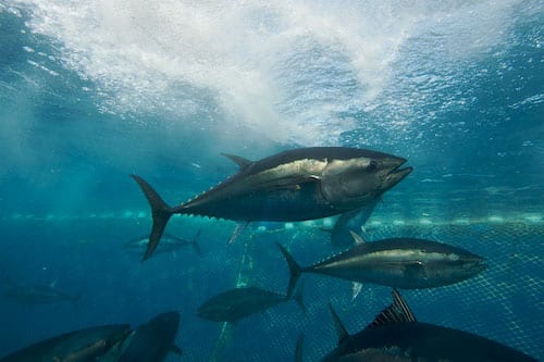 bluefin tuna