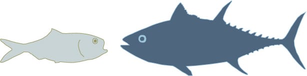 bluefin tuna