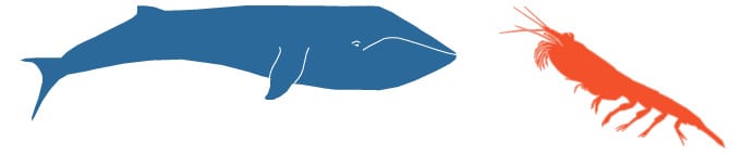 blue whale and krill