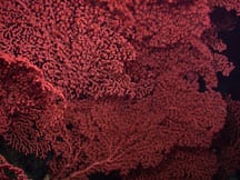 Bubble gum coral (Paragorgia arborea) on the Davidson Seamount © NOAA/MBARI 2006