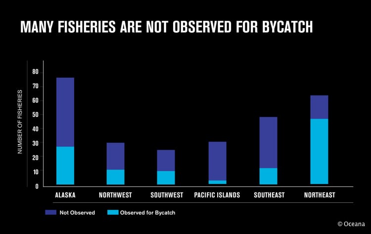 Bycatch, Description, Statistics, Solutions, & Facts