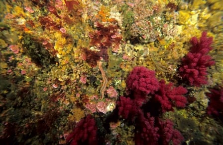 deep sea corals