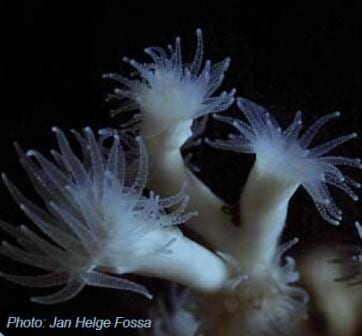 lophelia coral