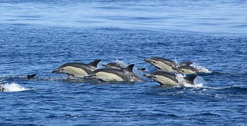 Common dolphins. Credit: Oceana/Jesus Renedo