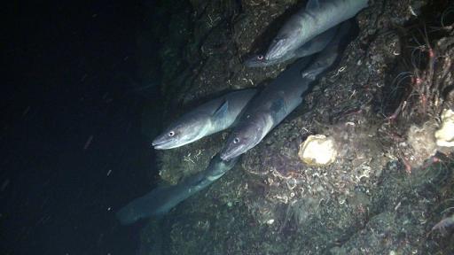 conger eels