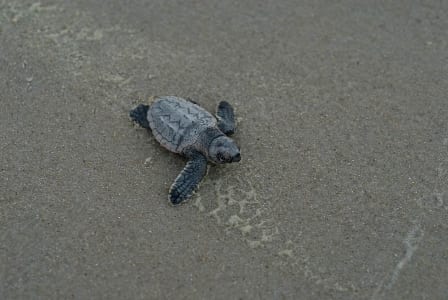 Gulf Shrimpers to Blame for Record-High Sea Turtle Deaths - Oceana USA