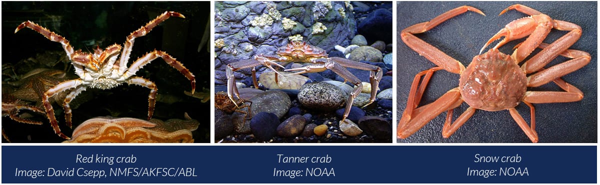 St. Matthew Blue King Crab Added To NOAA's 'Overfished' List