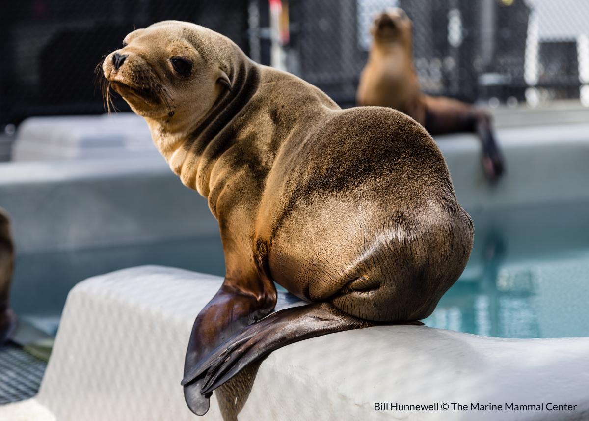 are sea lions related to dogs