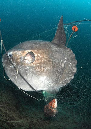 ocean sunfish