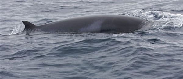 minke whale