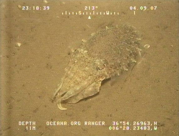 Cuttlefish camouflage