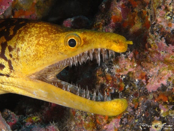 Photos: Meet the Ocean Animals with the Wildest Teeth - Oceana USA