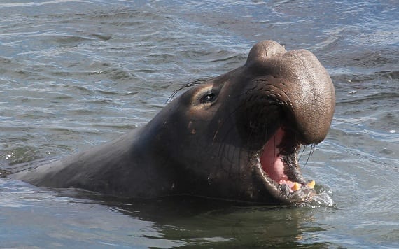 sharp teeth animals