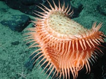 Fly-trap anemone on the slope of the Davidson Seamount © NOAA/MBARI 2002.