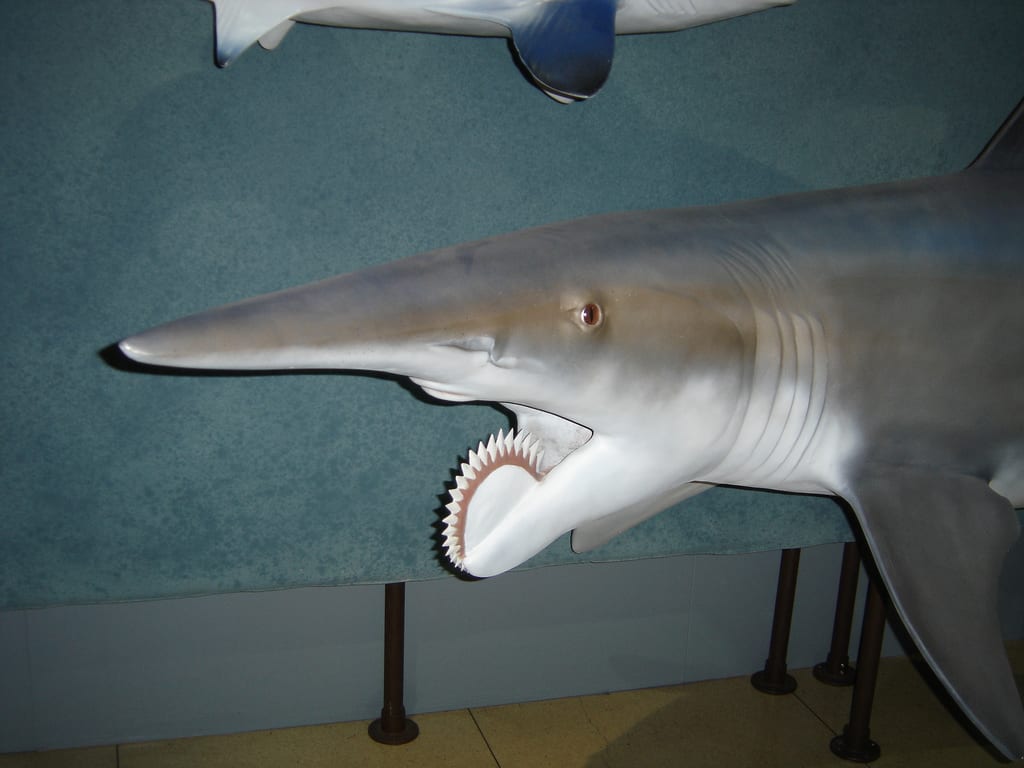 helicoprion shark facts