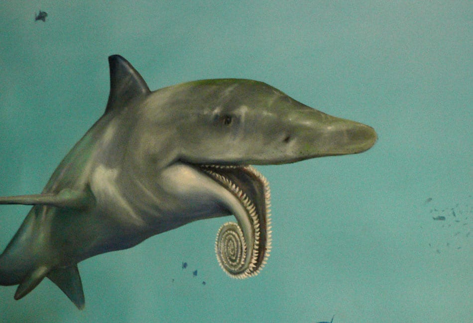 helicoprion shark facts