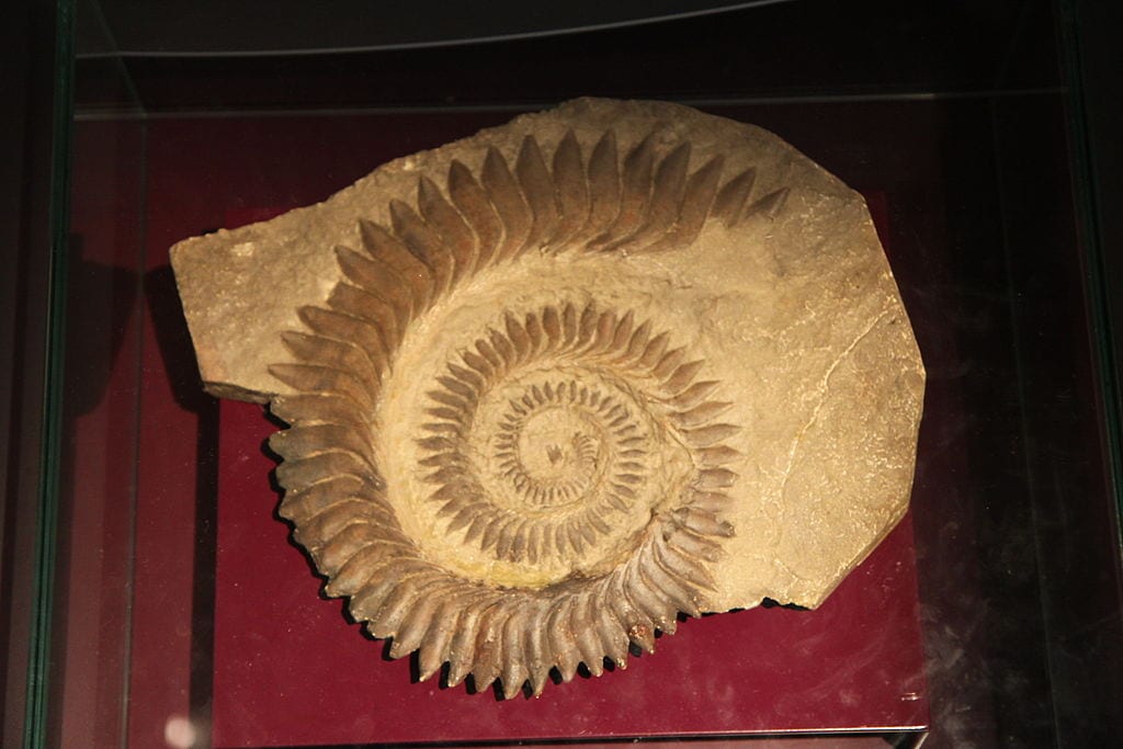 helicoprion skeleton