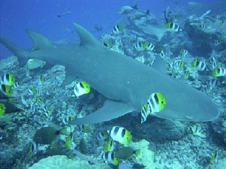 French Polynesia and the Cook Islands Create World’s Largest Shark ...