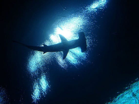 Hammerhead Shark