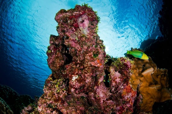 Photos: Celebrating the Most Beautiful Coral Reefs for World Ocean’s ...