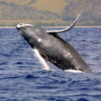 humpback whale breaching out of the water