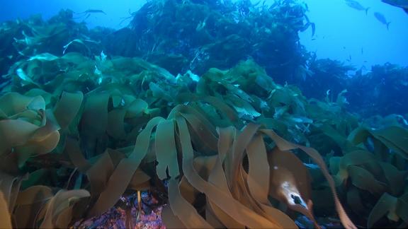 gorringe kelp