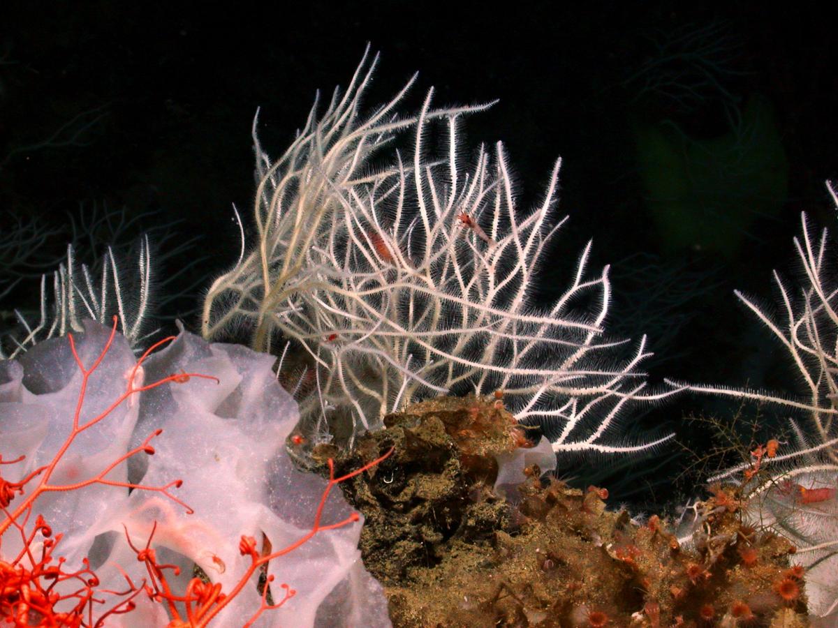 Cruise Blog: Exploring sea life over Davidson Seamount: a research