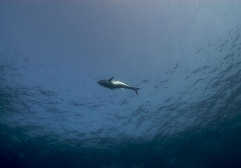 bluefin tuna