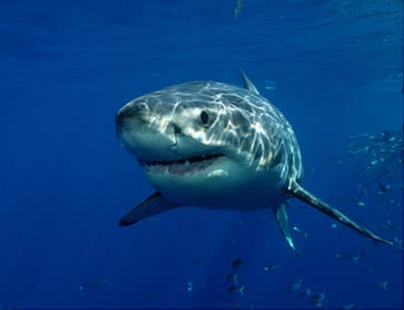 Great White Shark - Oceana Canada