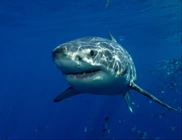 Great White Sharks Are Coming North To Canada & You Can Track