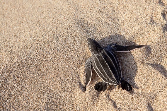 Creature Feature: Leatherback Sea Turtle - Oceana USA