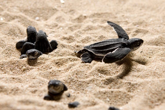 Baby Sea Turtles Found to Make Noise to Coordinate Hatching - Oceana USA