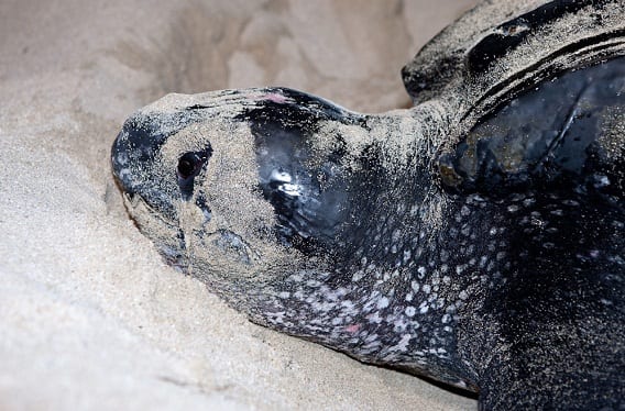 Video: Leatherback Sea Turtle Rescued from Fishing Gear - Oceana USA