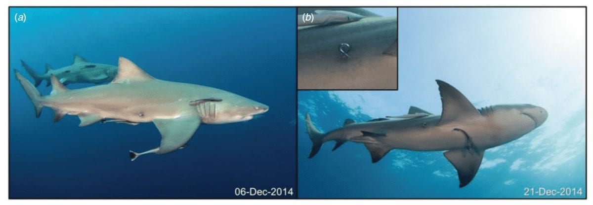 What Do Tiger Sharks Eat? What's Really in Their Stomachs? – Ocean Action  Hub