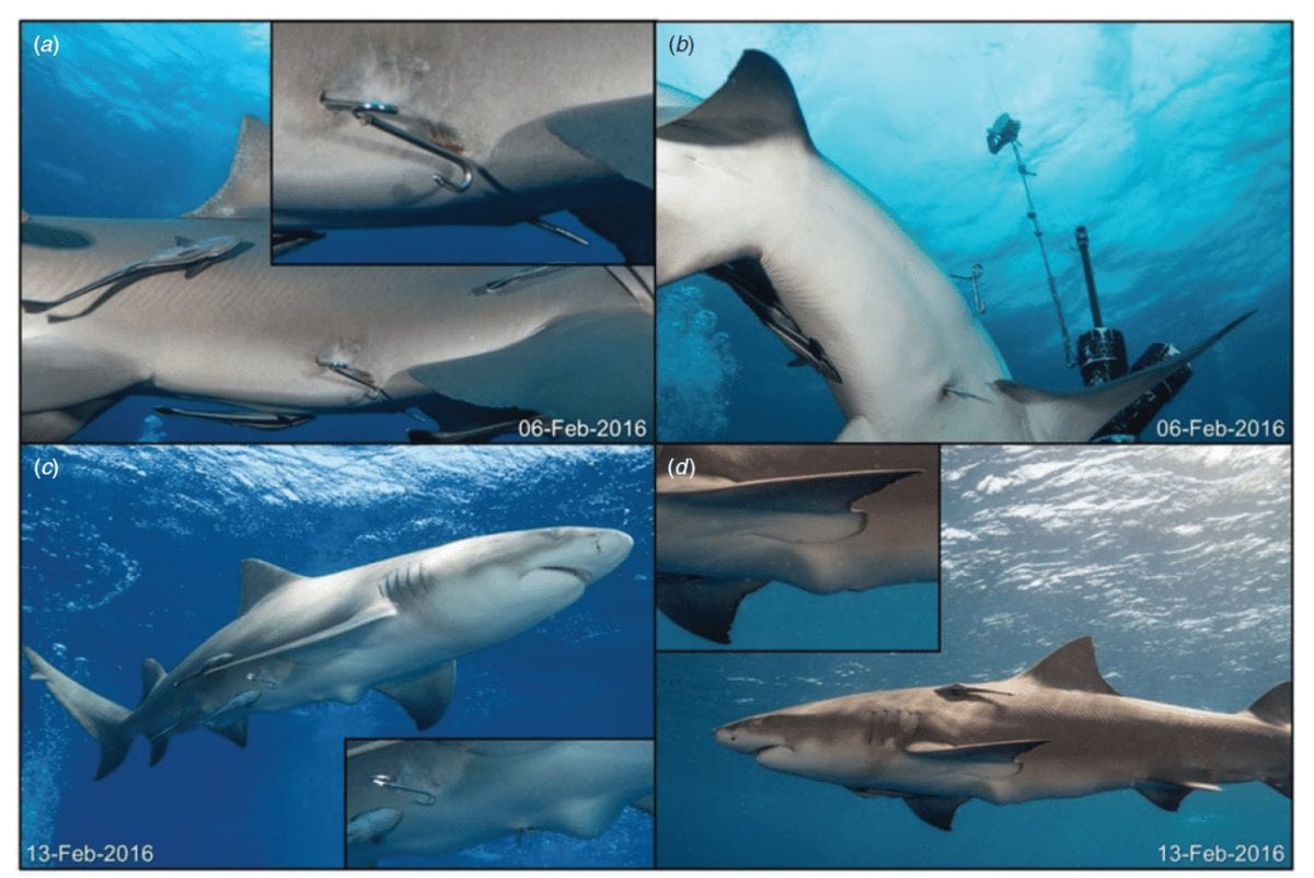 What Do Tiger Sharks Eat? What's Really in Their Stomachs? – Ocean Action  Hub