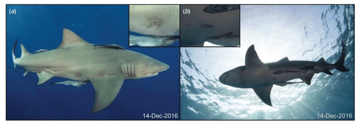 What's in a Tiger Shark's Stomach? - The Ocean Foundation