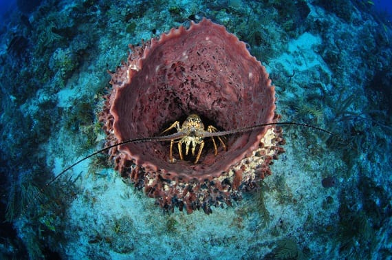 Giant Barrel Sponge - Oceana