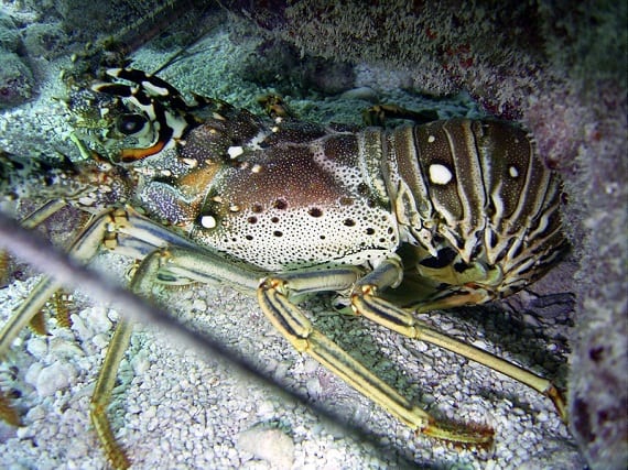 Giant Spiny Lobster